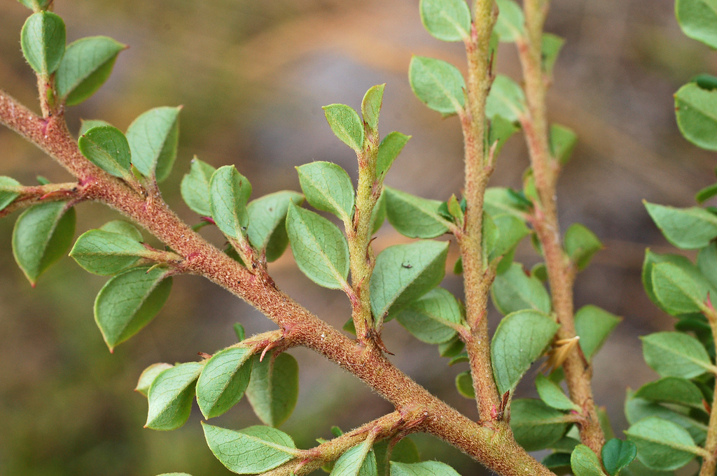 Cotoneaster horizontalis